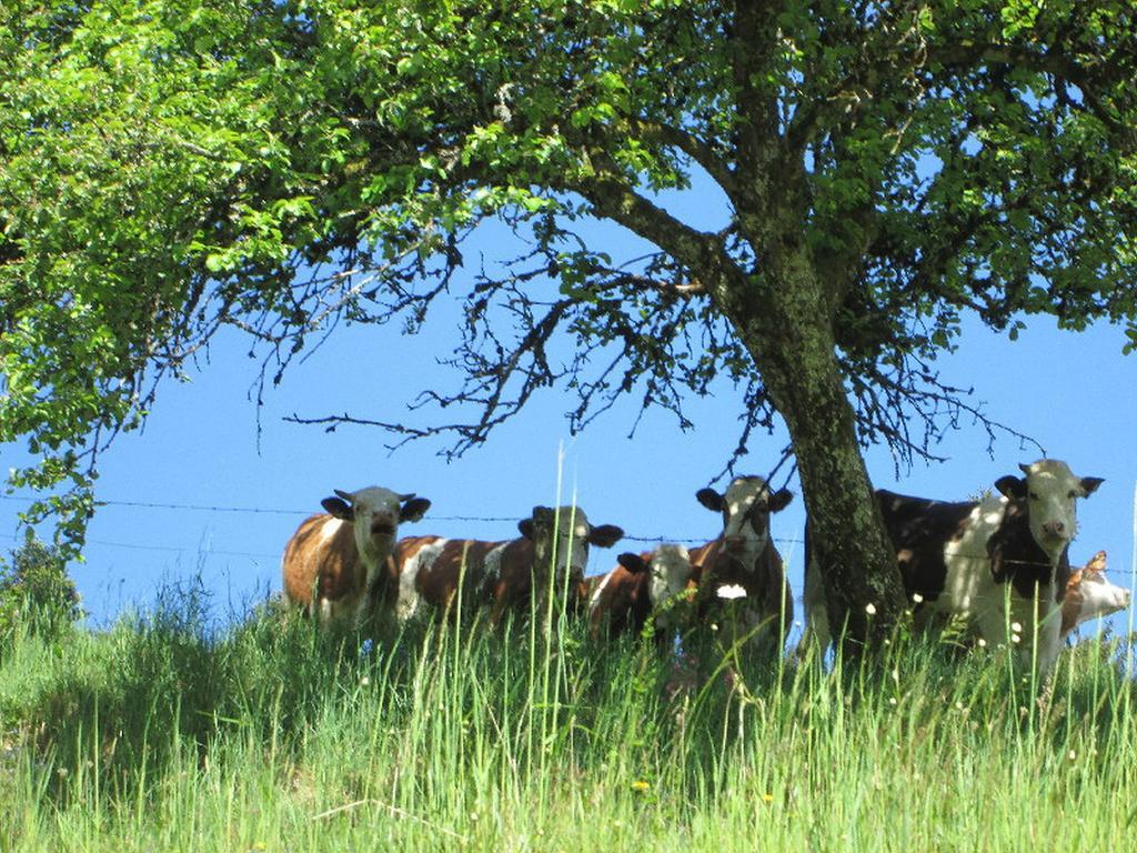 Stinneshof Oberharmersbach Exteriör bild