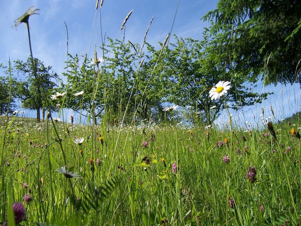 Stinneshof Oberharmersbach Exteriör bild